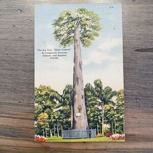 1940s Vintage Postcard Nature Big Cypress Tree Orlando Sanford Longwood Florida
